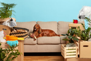 Read more about the article Pet Friendly Home Decor for a Pawsitively Perfect Living Space